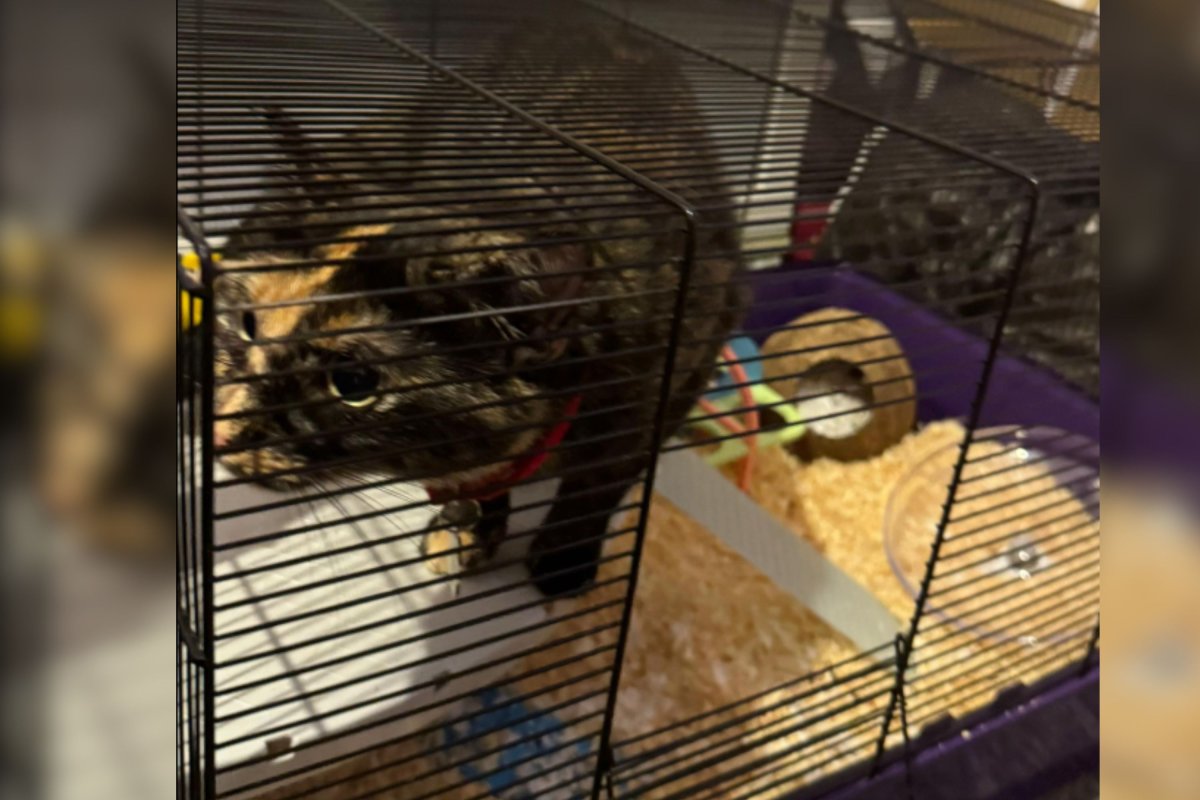 Cat hides in hamster cage