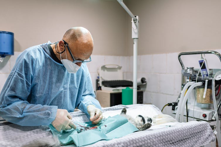 A vet operates on a pet cat