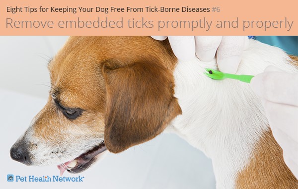 Eight Suggestions for Retaining Your Canine Free From Tick-Borne Sicknesses