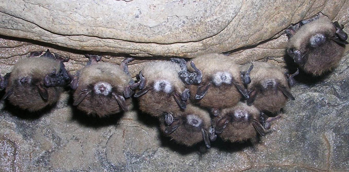 White nostril syndrome is killing lots of of hundreds of bats by the use of a contagious fungus – proper right here’s simple strategies to stop it