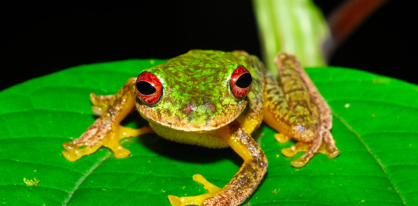 Lethal frog fungus has worn out 90 species and threatens a complete bunch extra