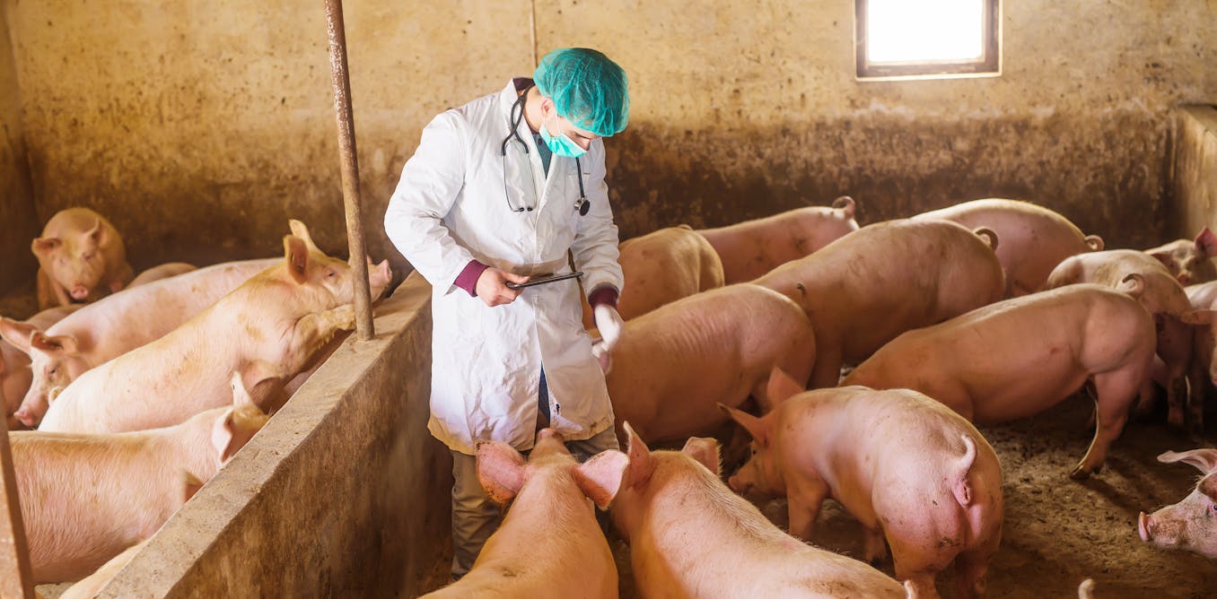 Vaccines using mRNA can defend livestock in opposition to diseases typical ones may not – and there are safeguards to verify they gained’t end up in your meals