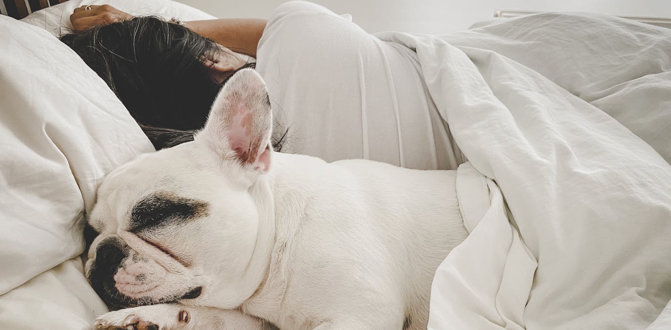 May sharing a mattress room collectively alongside together with your pets be preserving you from getting an superior evening time time’s sleep?