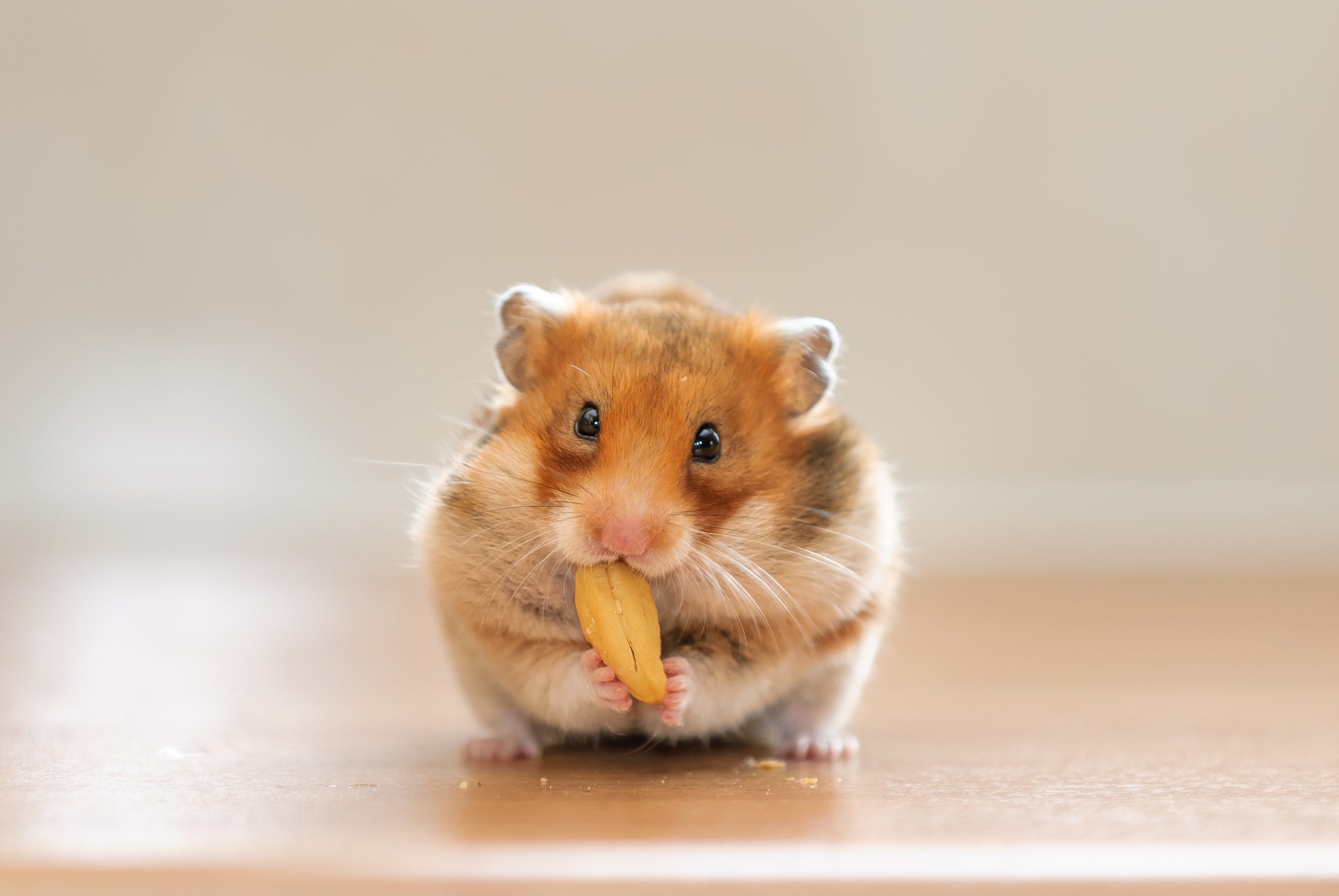 Internet Obsessed With Hamster Having enjoyable with Spa Day—’Residing the Extreme Life’