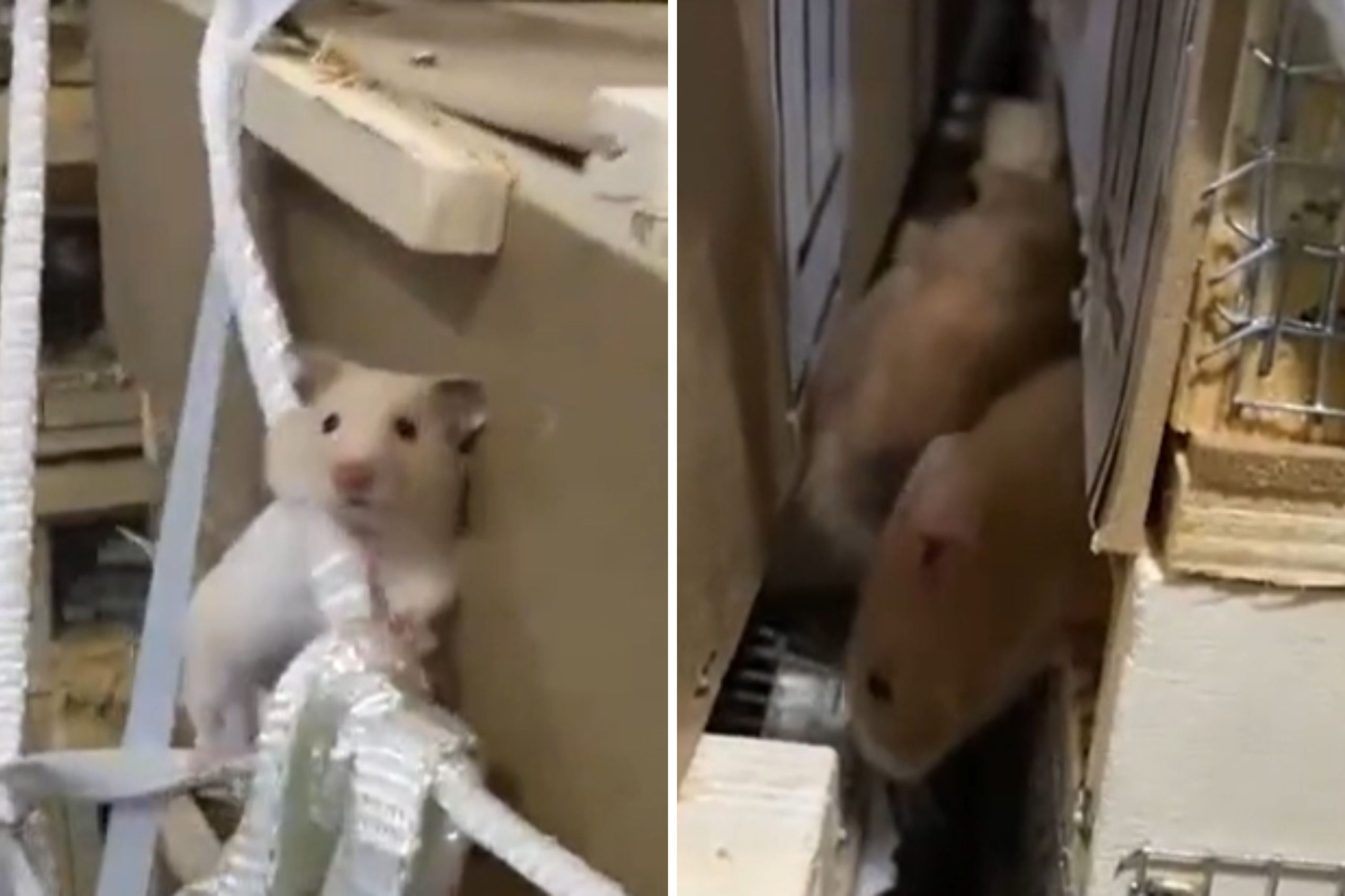 Flight Grounded As A whole bunch of Hamsters Escape in Cargo Maintain ‘Jail Break’