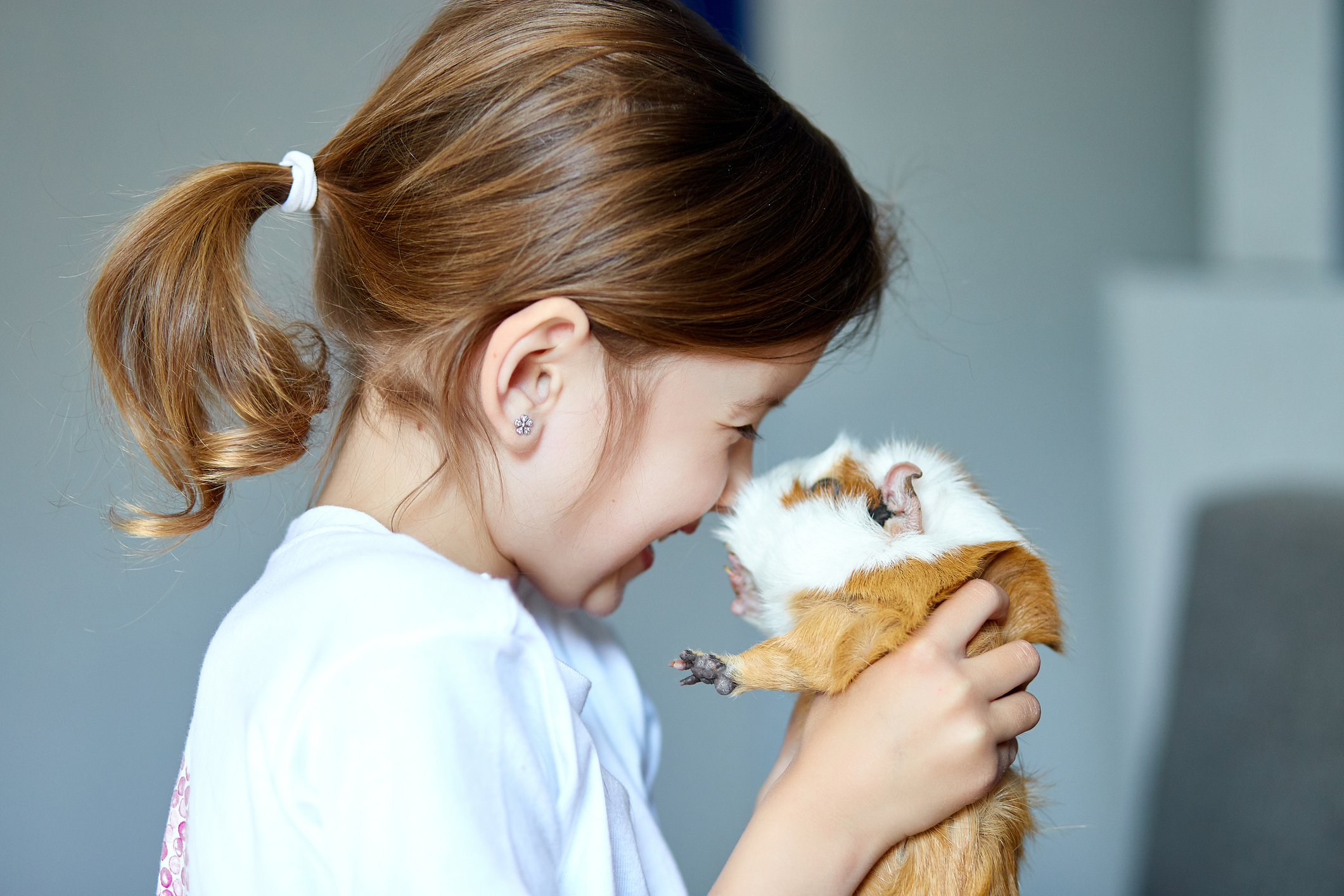 Hamsters Vs Guinea Pigs — Which Makes the Most interesting Pet for Children?