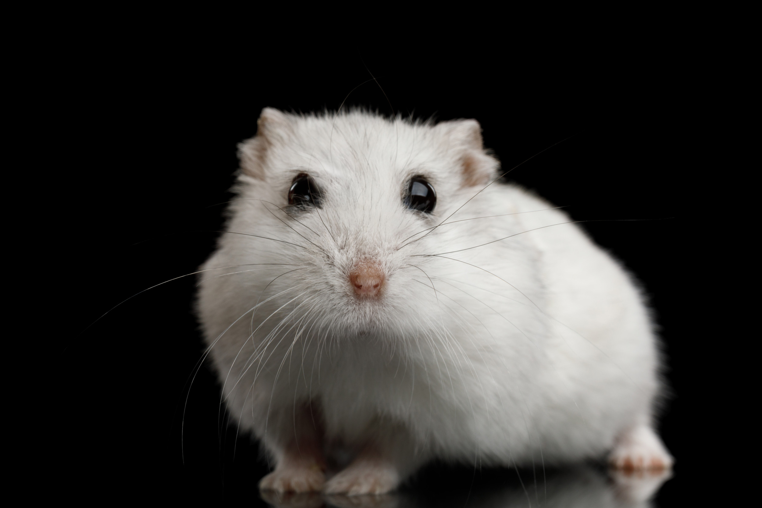 Rogue Hamster Bites Teen Watching ‘Spider-Man: No Methodology Residence’ in Alabama Theater