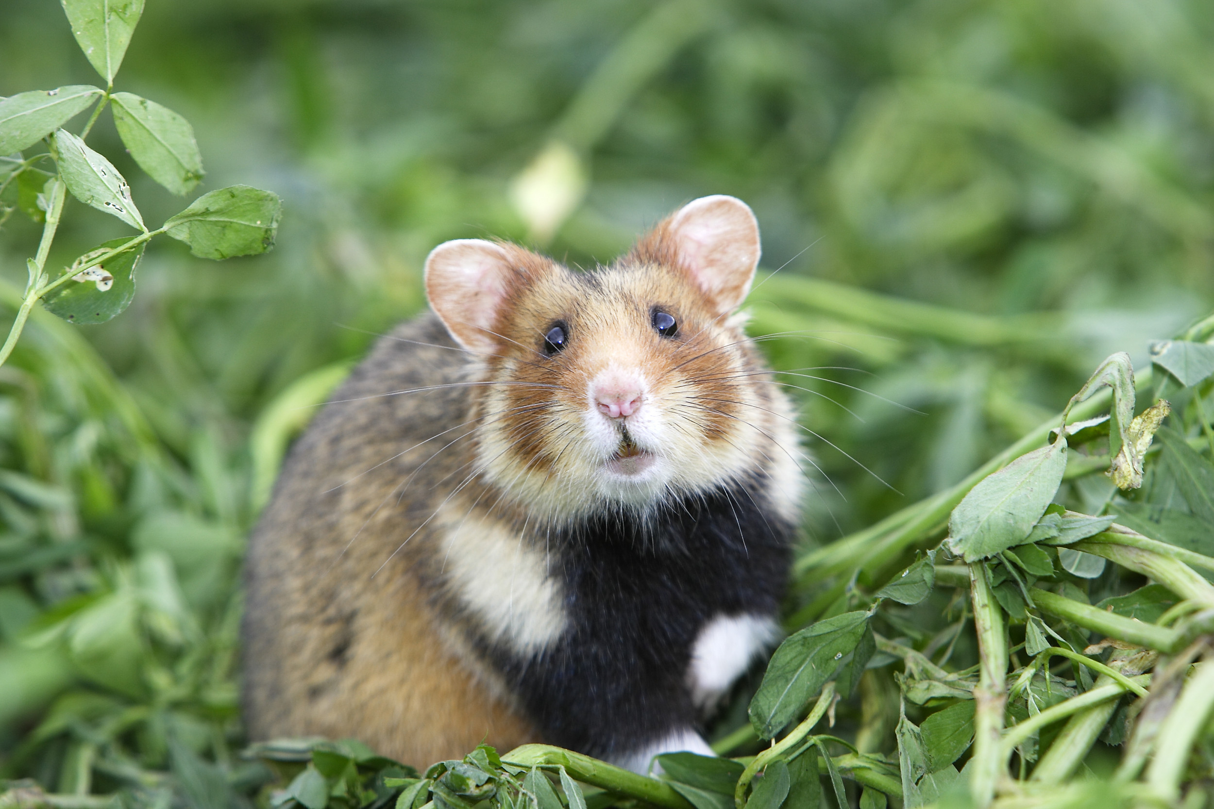 Photographer Captures Images of ‘Wild Hamster’ in Cute Viral Video