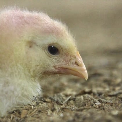 11 Information About Chickens You Ought to Know