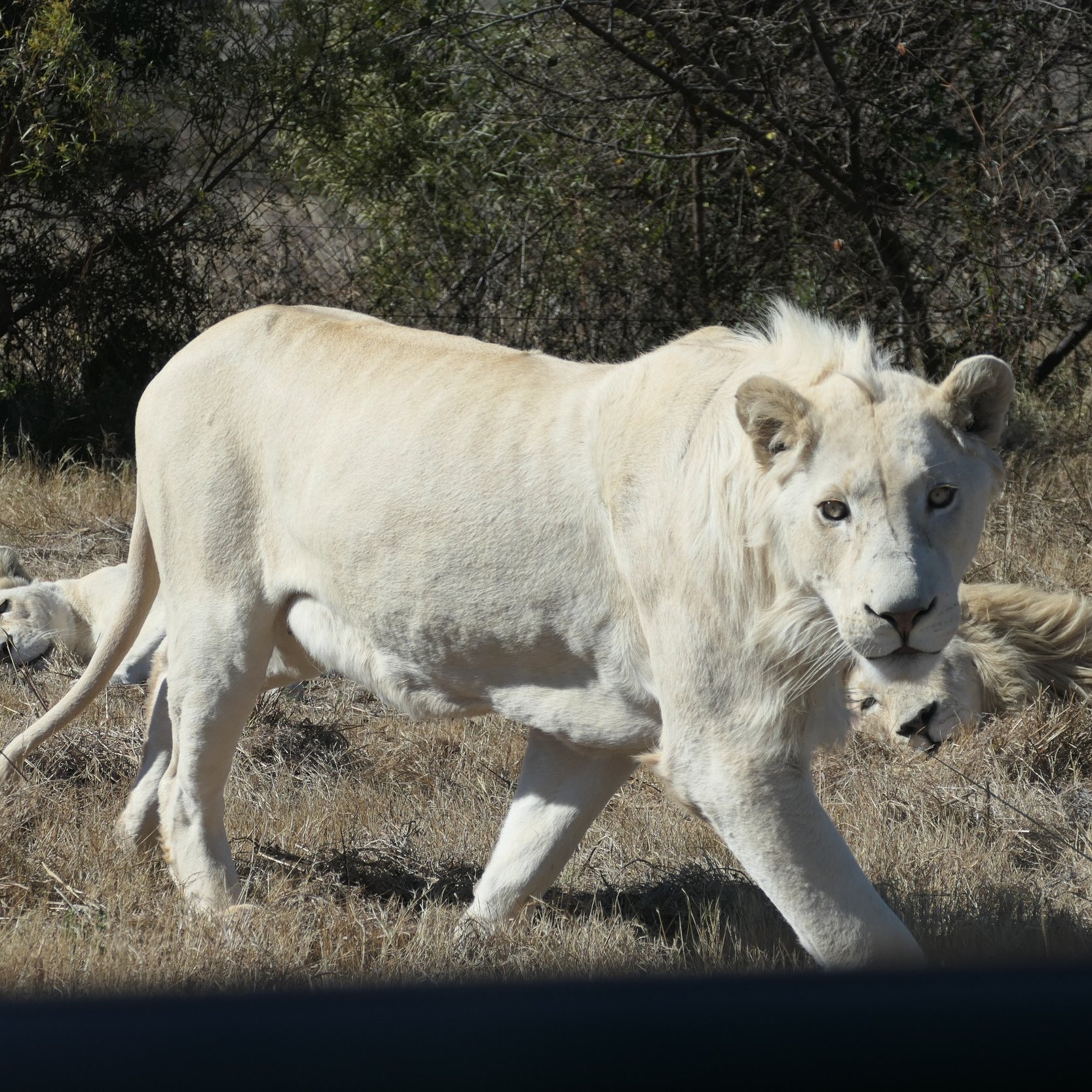 Defending South African Lions | World Animal Safety