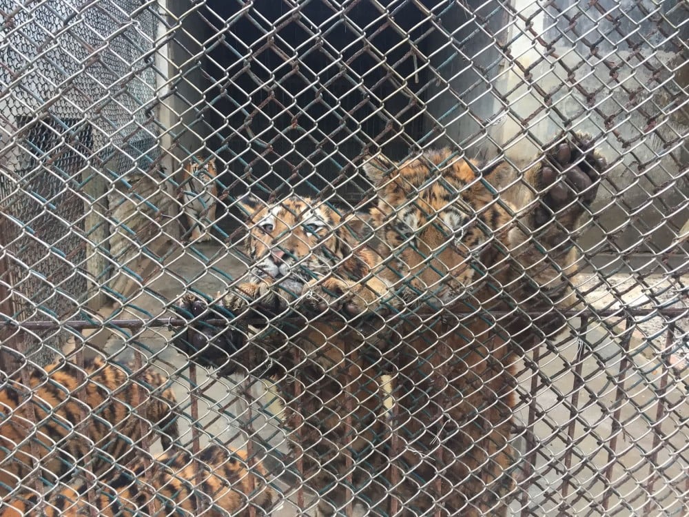 Lions in a South African farm