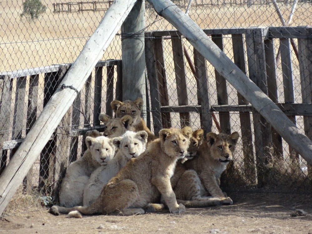 Lion cubs huddled together at a facility in South Africa - Traditional medicine - World Animal Protection