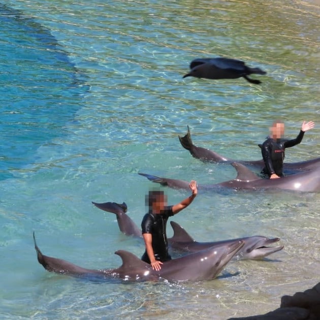 Captive dolphins endure intensive struggling of their tragic lives