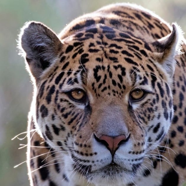 Fascinating Information About Jaguars – World Animal Safety Weblog