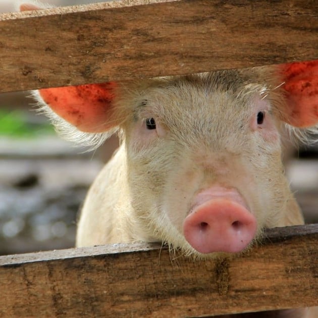 Do Pigs Really feel Feelings? – Exploring Animal Sentience and Welfare